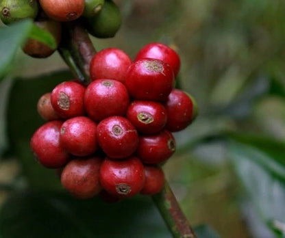 RAB C15 Coffee Seeds (Coffea arabica / robusta hybrid selection) – Rare Specialty Coffee Beans for Planting and Cultivation