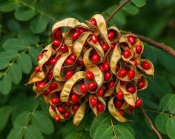 The Saga Tree ADENANTHERA PAVONINA Red Lucky Seeds Rare and Fresh Tropical