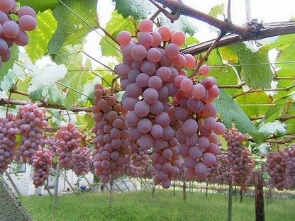 Koshu Grape Seeds (Vitis vinifera) – 100 Premium Authentic Japanese Pink-Skin Wine & Table Grape Seeds