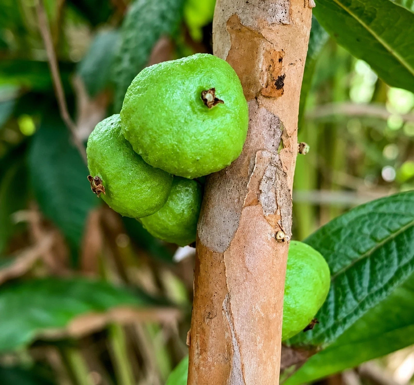 White Jaboticaba Grafted Tree - Rare & Exotic Brazilian Grape