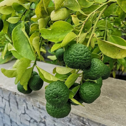 Citrus Lime Limo Seeds (Citrus amblycarpa) – 30+ Premium Fresh High-Yield Aromatic Jeruk Limo Seeds