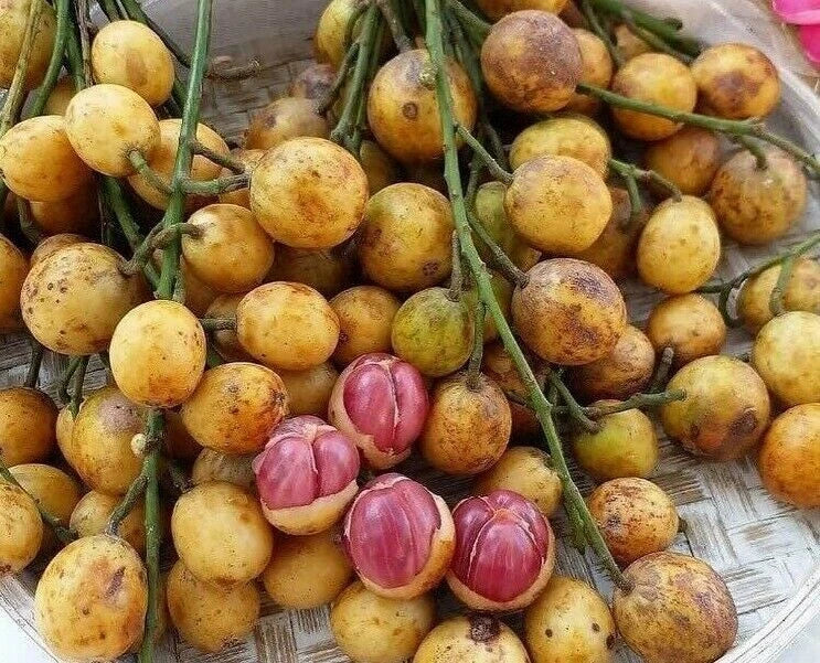100+ Kepundung Menteng Seeds | Baccaurea racemosa Red | Exotic Tropical Fruit Tree Seeds