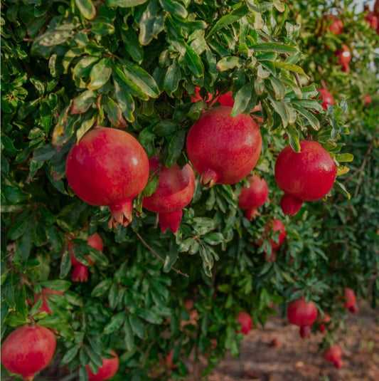 Wonderful Pomegranate Seeds (Punica granatum 'Wonderful') – 100+ Premium Fresh Sweet-Tart Deep-Ruby Wonderful Pomegranate Seeds