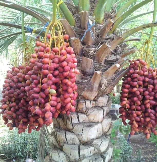 Um Al Hamam Red Dates Palm Seeds (Phoenix dactylifera) – 35 Premium Desert Date Seeds