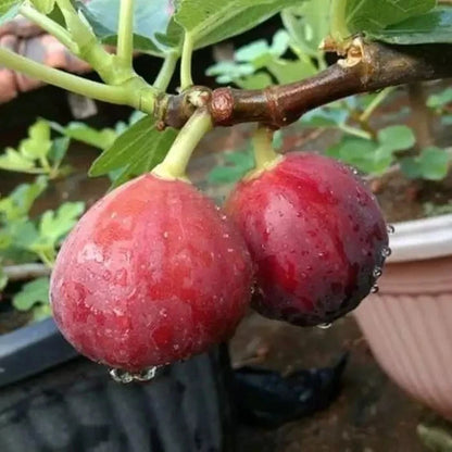 Fresh Common Fig (Ficus carica) – 100+ Premium Quality Seeds