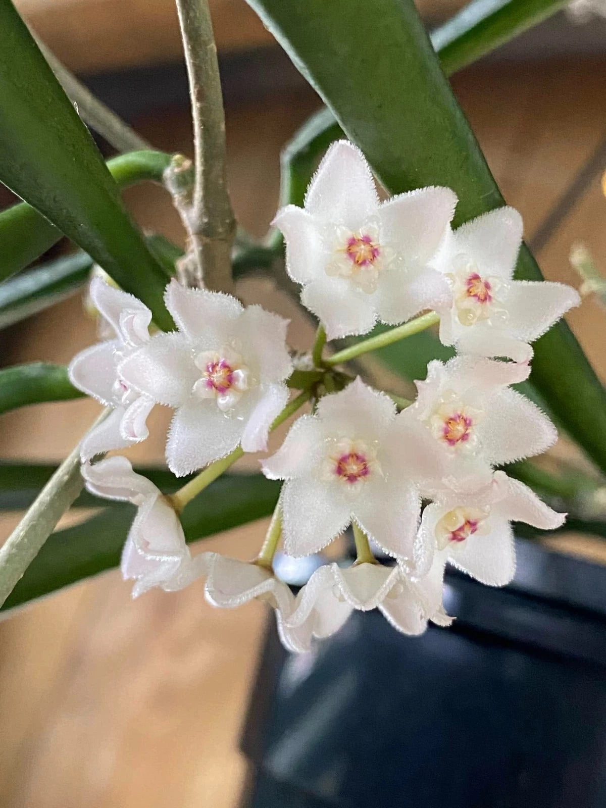 Hoya shepherdii – Rare Tropical Long-Leaf Wax Plant