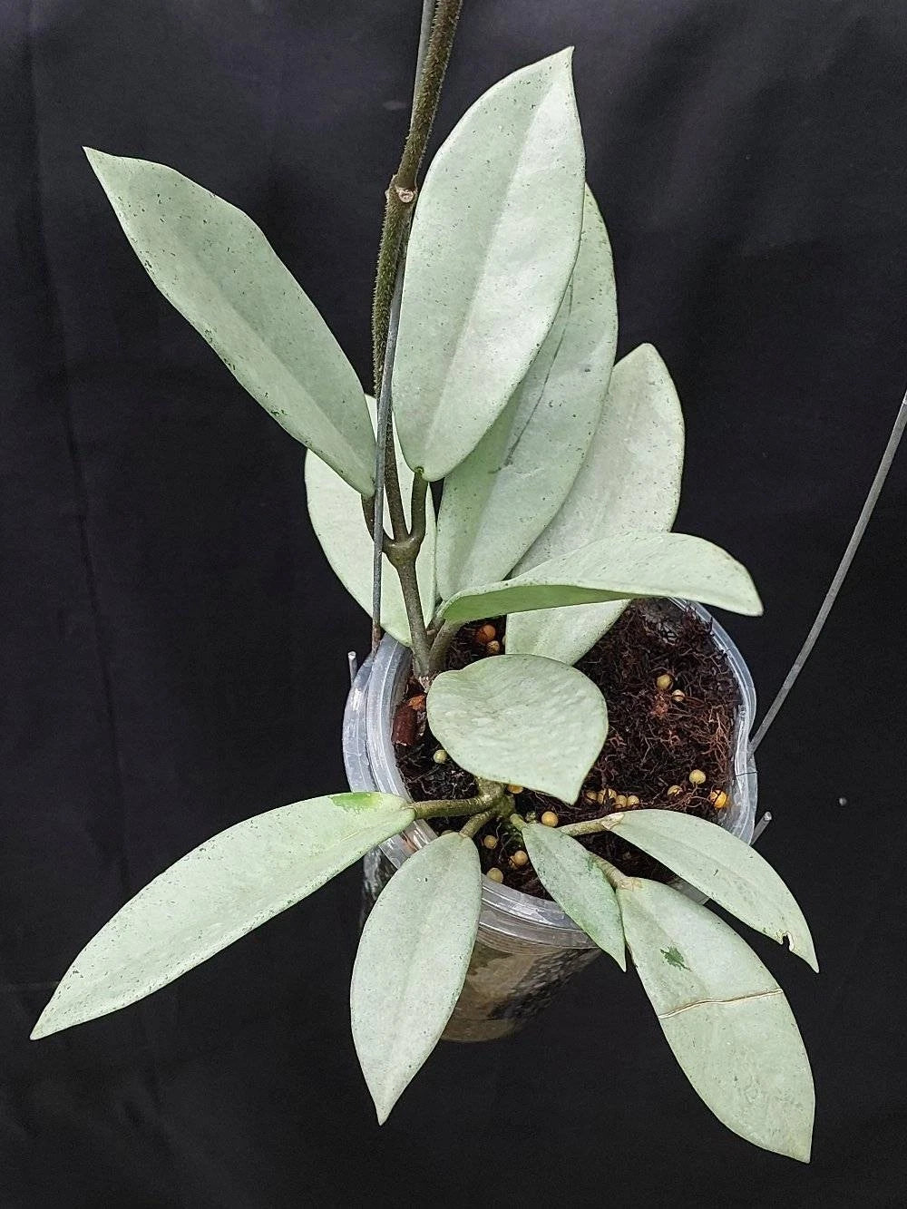 Rare Hoya Wilbur Graves Silver Seeds (Hoya carnosa 'Wilbur Graves Silver') – Exotic Splashed Tropical Indoor & Outdoor Wax Plant Seeds