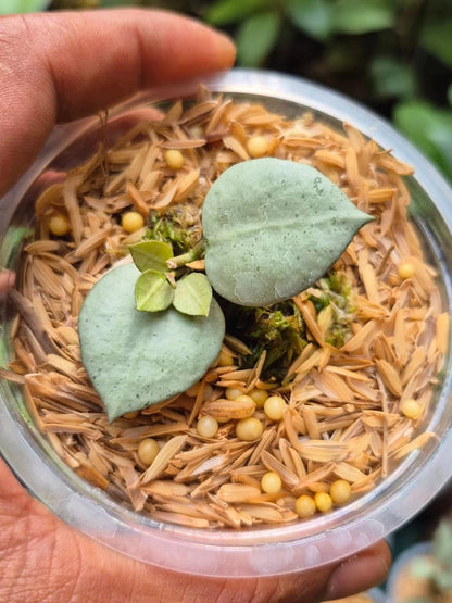Hoya Lacunosa Melikan | Tropical Hoya Wax Plant | Indoor Outdoor Houseplant | Fragrant Flowers