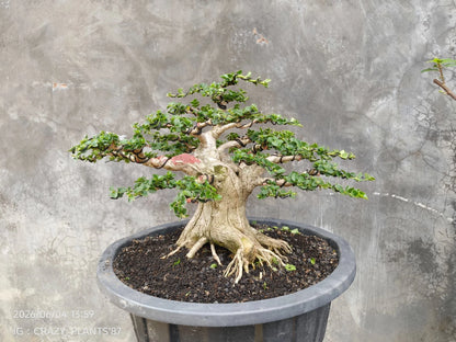 Premna Microphylla Bonsai Tree - Medium Size Rare Exclusive Specimen