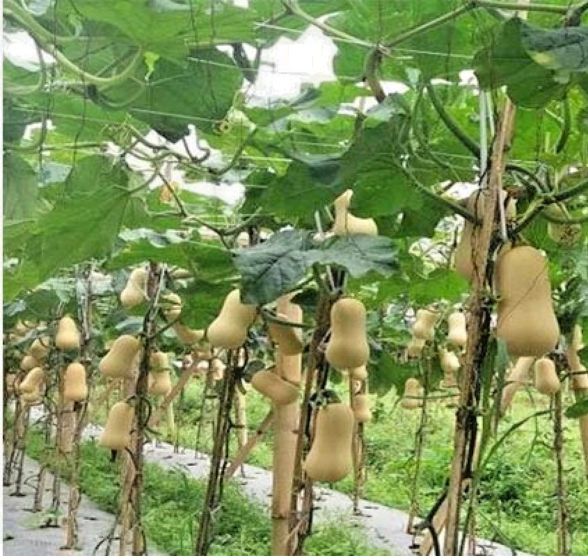 Premium Butternut Squash Seeds (Cucurbita moschata) – 100++ Premium Heirloom Honeynut Squash / Mini Butternut Seeds for Planting