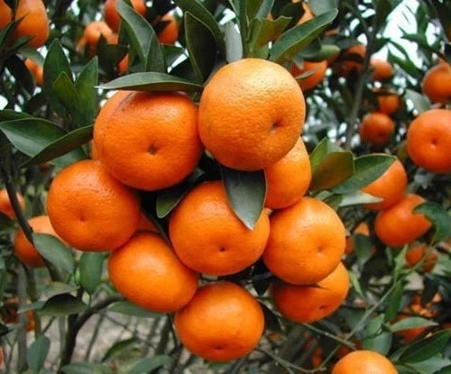 Ponkan Orange Seeds (Citrus reticulata / 100+ Premium Sweet Mandarin Orange Seeds) – Premium Exotic Botanical Specimen Plant Seeds for Planting