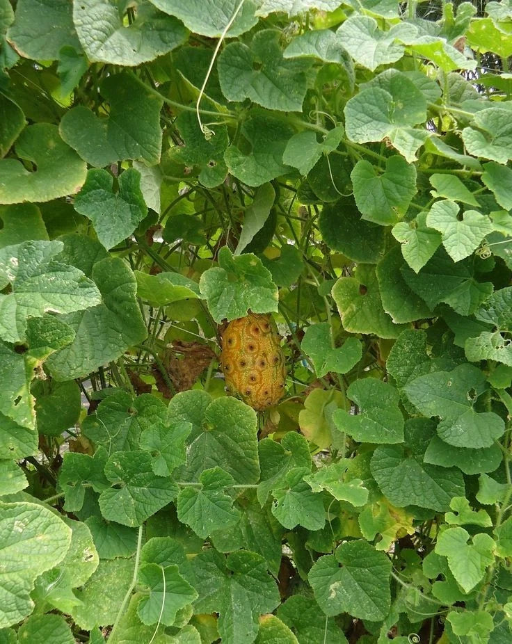 Kiwano Melon Seeds (Cucumis metuliferus) – 350+ Premium African Horned Cucumber Seeds