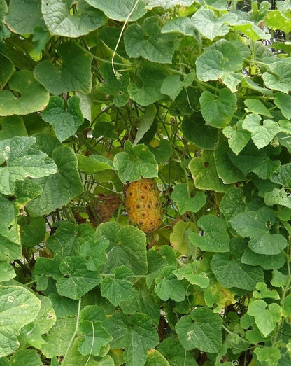 Kiwano Melon Seeds (Cucumis metuliferus) – 350+ Premium African Horned Cucumber Seeds