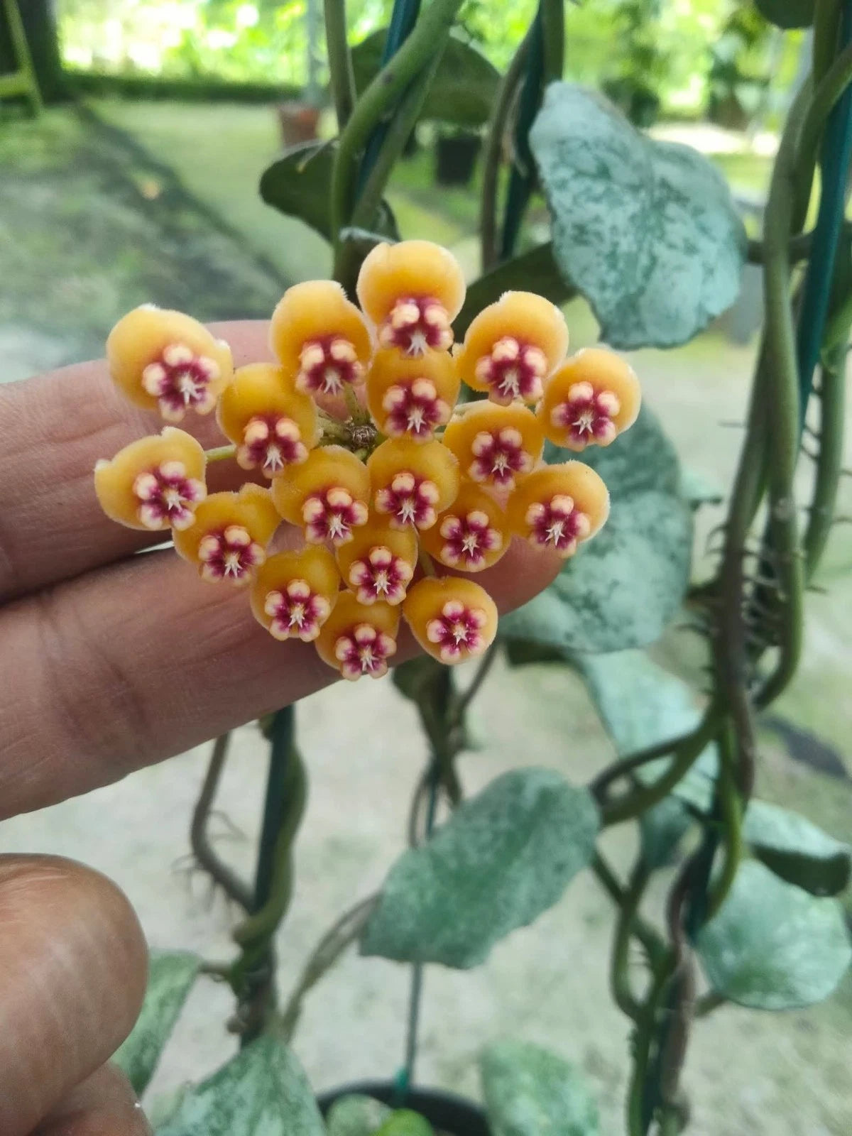 Hoya Waymaniae - Rare & Textured Tropical Wax Plant