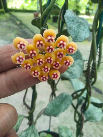 Hoya Waymaniae - Rare & Textured Tropical Wax Plant