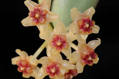 Hoya burmanica Rare Tropical Wax Plant Seeds – Exotic Climbing Vine & Epiphytic Foliage Plant Seeds for Planting