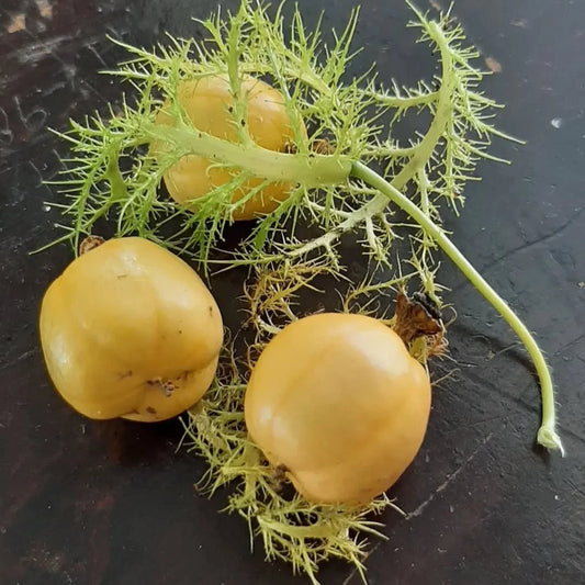 Wild Passion Fruit Seeds (500+ Seeds, Passiflora foetida) – Bulk Bush Passionfruit / Stinking Passionflower Heirloom Fruit Seeds for Planting