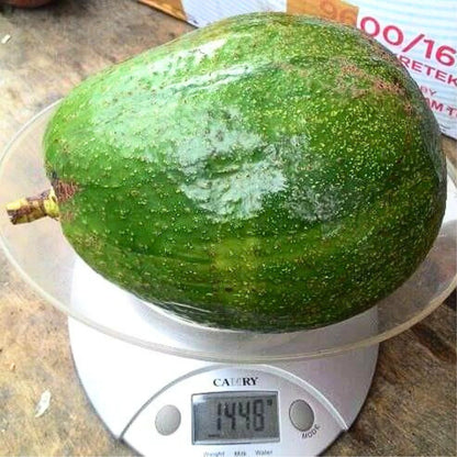 Live Plant - Avocado Marcus (Persea Americana) Tropical Live Big Fruit Tree Exotic 1-2 feet – Markus Avocado Grafted Seedlings (45cm–60cm) Premium Persea americana Live Fruit Tree Specimen for Orchard & Garden