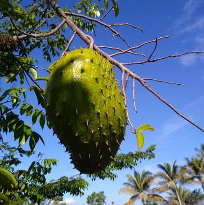 Nigerian Soursop Seeds (Annona muricata) for Planting