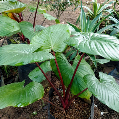 Homalomena rubescens Green - Rare Tropical Aroid