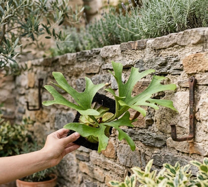 Platycerium ridleyi – Rare Architectural Staghorn Fern