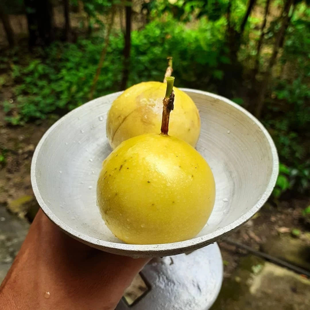 25+ Giant Yellow Passion Fruit Seeds (Passiflora edulis f. flavicarpa) – Sweet Tropical Vine Seeds for Planting