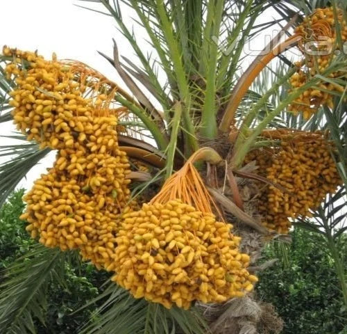 Rabia Date Palm Seeds (Phoenix dactylifera 'Rabia') – 35 pcs Premium Fresh Rare Sweet Rabia Date Seeds