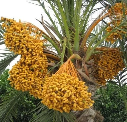 Rabia Date Palm Seeds (Phoenix dactylifera 'Rabia') – 35 pcs Premium Fresh Rare Sweet Rabia Date Seeds