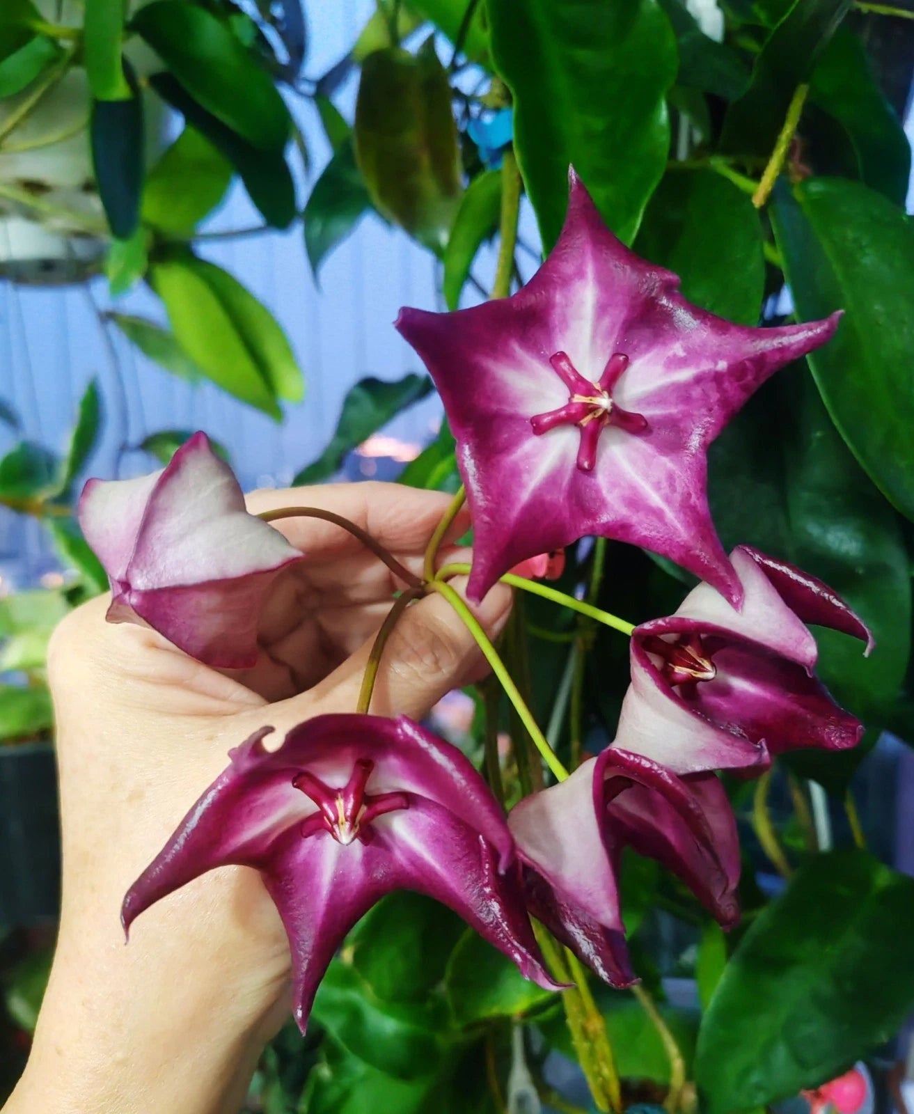 Hoya Kaimuki Seeds (Hoya kaimuki sp. Papua) – Rare Tropical Wax Plant & Exotic Climbing Epiphytic Vine for Planting