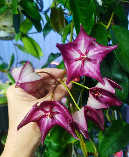Hoya Kaimuki Seeds (Hoya kaimuki sp. Papua) – Rare Tropical Wax Plant & Exotic Climbing Epiphytic Vine for Planting