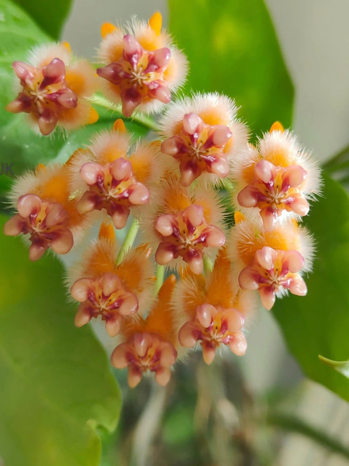 Hoya Lasiantha Sp. Borneo Seeds (Rare Bornean Tropical Wax Plant Seeds) – Premium Exotic Botanical Specimen Plant Seeds for Planting