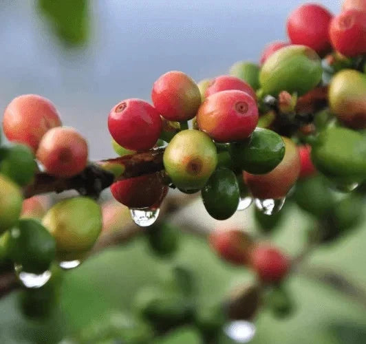 Fresh Typica Indian Coffee Seeds (Coffea arabica var. Typica) – Certified Heirloom Indian Arabica Coffee Bean Seeds for Planting (120 Pcs)