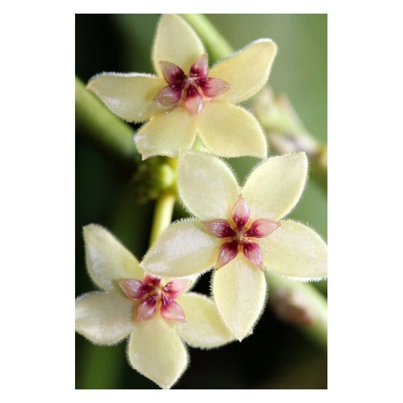 Hoya kastbergii sp. Aceh Rare Tropical Wax Plant (1+ Rare Exotic Epiphytic Vine Specimen) – Premium Live Botanical Plant for Indoor Growing & Collectors