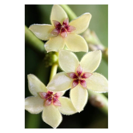 Hoya kastbergii sp. Aceh Rare Tropical Wax Plant (1+ Rare Exotic Epiphytic Vine Specimen) – Premium Live Botanical Plant for Indoor Growing & Collectors