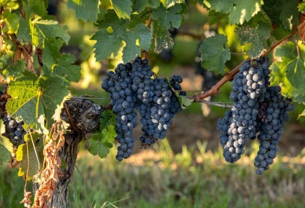 Merlot Grape Seeds 100+ (Vitis vinifera) – Fresh Heirloom Red Wine Grape & Exotic Vineyard Fruit Plant Seeds for Cultivation