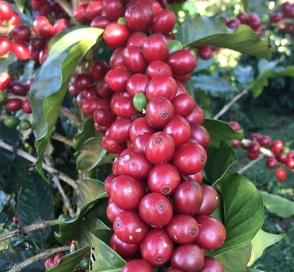 Ismaili Coffee Seeds (Coffea arabica var. Ismaili / 120+ Rare Heirloom Yemeni Coffee Bean Seeds) – Premium Exotic Botanical Specimen Plant Seeds for Planting