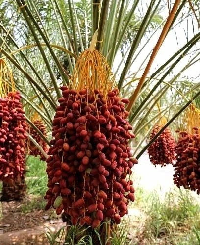 Premium Khadrawy Khudri Date Palm Seeds (Phoenix dactylifera) – 35 Pcs Fresh Rare Exotic Red Date Seeds for Planting