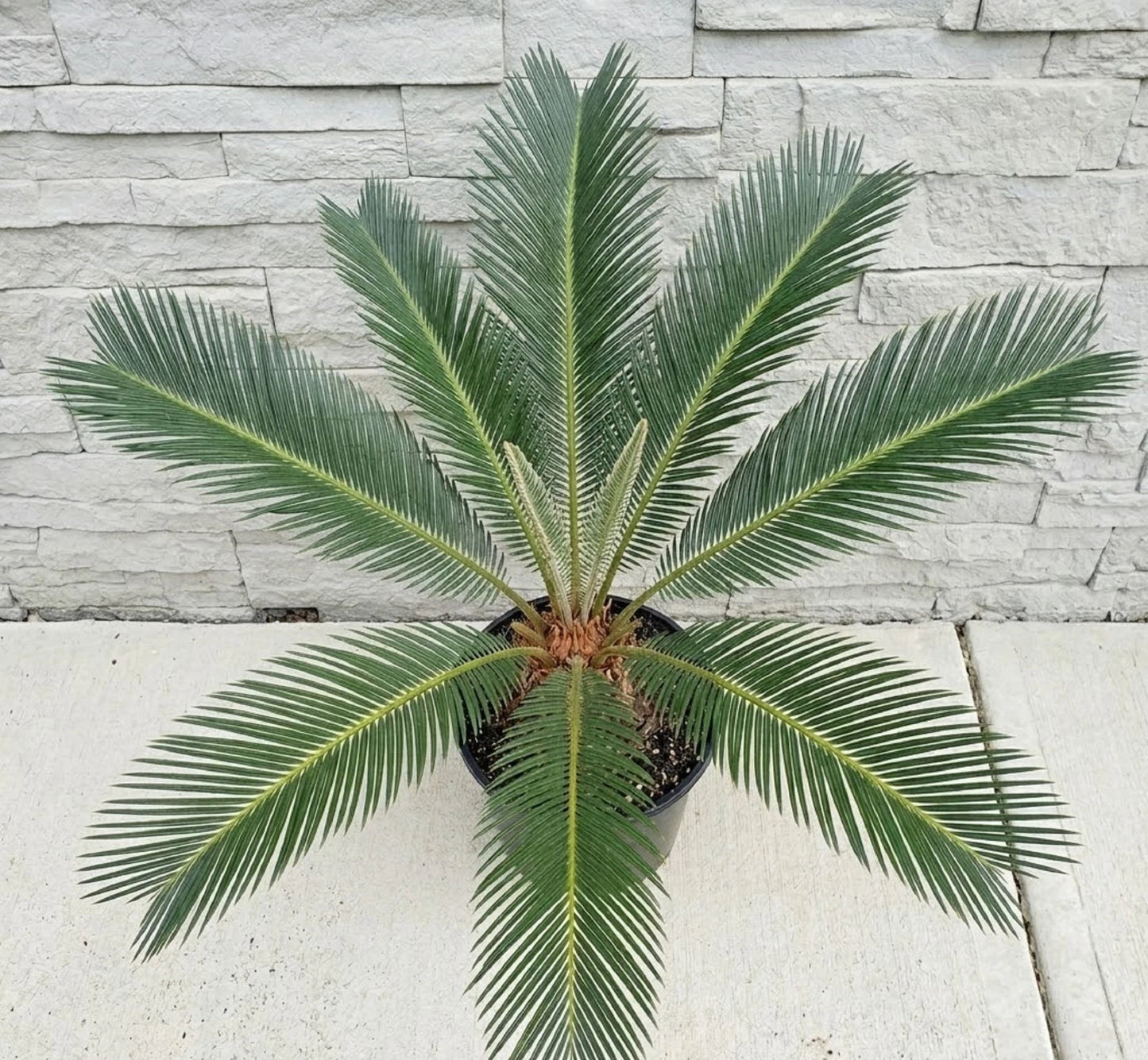 Sago Palm (Cycas revoluta) - Classic Architectural Indoor/Outdoor Palm