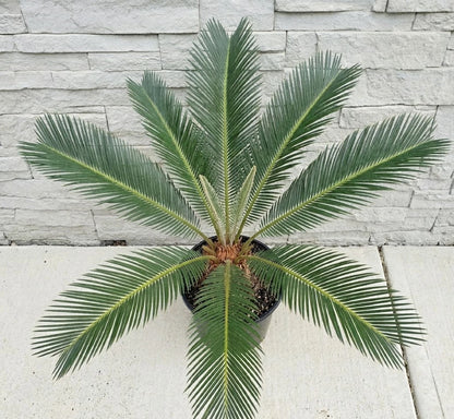 Sago Palm (Cycas revoluta) - Classic Architectural Indoor/Outdoor Palm