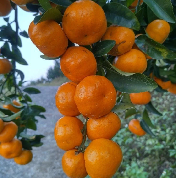 Amanatsu Orange Seeds (Citrus natsudaidai) – 100+ Premium Summer Citrus Seed