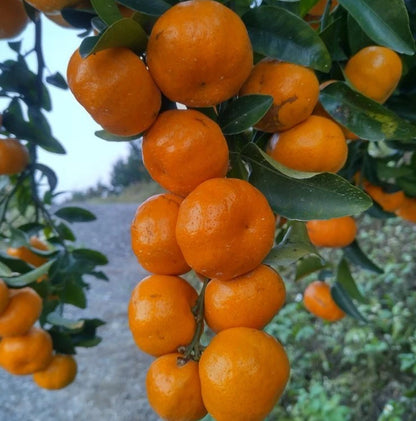 Amanatsu Orange Seeds (Citrus natsudaidai) – 100+ Premium Summer Citrus Seed