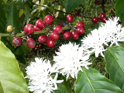 Buon Ma Thuot Coffee Seeds (120+ Bulk Seeds, Coffea arabica var. Buon Ma Thuot) – Premium Vietnamese Specialty Coffee Plant Seeds for Planting