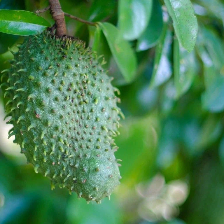 Premium Soursop Seeds var. Criolla Blanca (Annona muricata 'Criolla Blanca') – Sweet White Guanabana Fruit Seeds for Planting (100 Pcs)