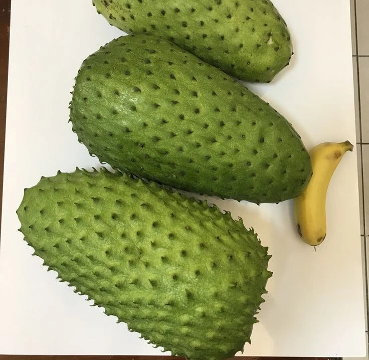 Mandalik Soursop Seeds (Annona muricata 'Mandalik') – Premium Giant Big Fruit Exotic Tropical Annona Fruit Tree Seeds for Planting (100 Pcs)