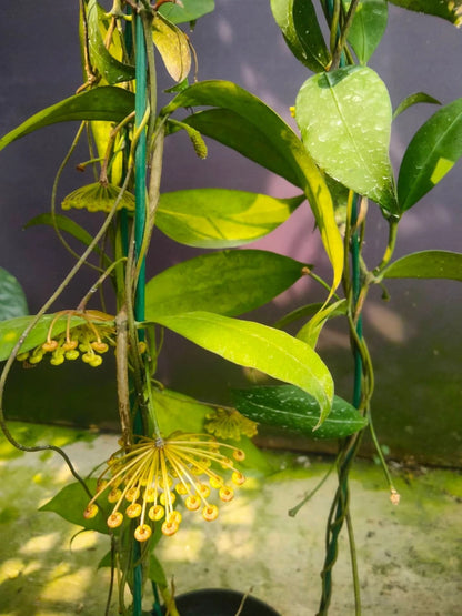 Rare Hoya Amikabilis Live Plant - Elegant Tropical Wax Plant