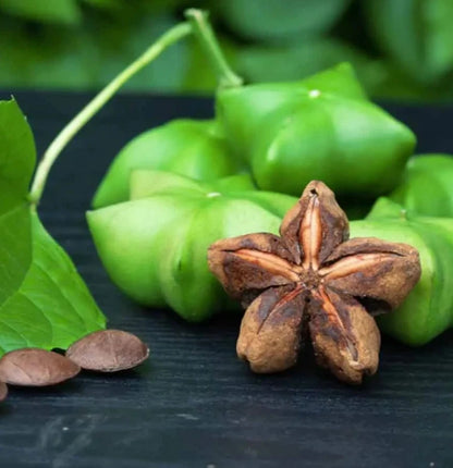 Sacha Inchi Nut Seeds (Plukenetia volubilis) – Premium Omega-Rich Inca Peanut Jungle Vine Seeds for Planting (50+ Pcs)
