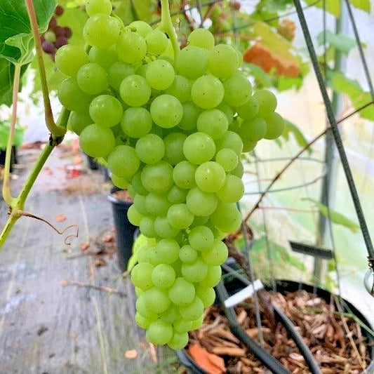 2,000+ Perlette Table Grape Seeds (Vitis vinifera var. 'Perlette') – Premium Seedless-Type White Table Grape Vine & Commercial Vineyard Seeds for Planting