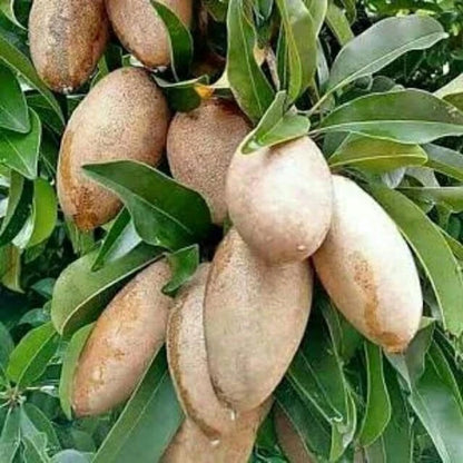 Longjohn Sapodilla (Manilkara zapota) – 35+ Premium Chikoo Seeds