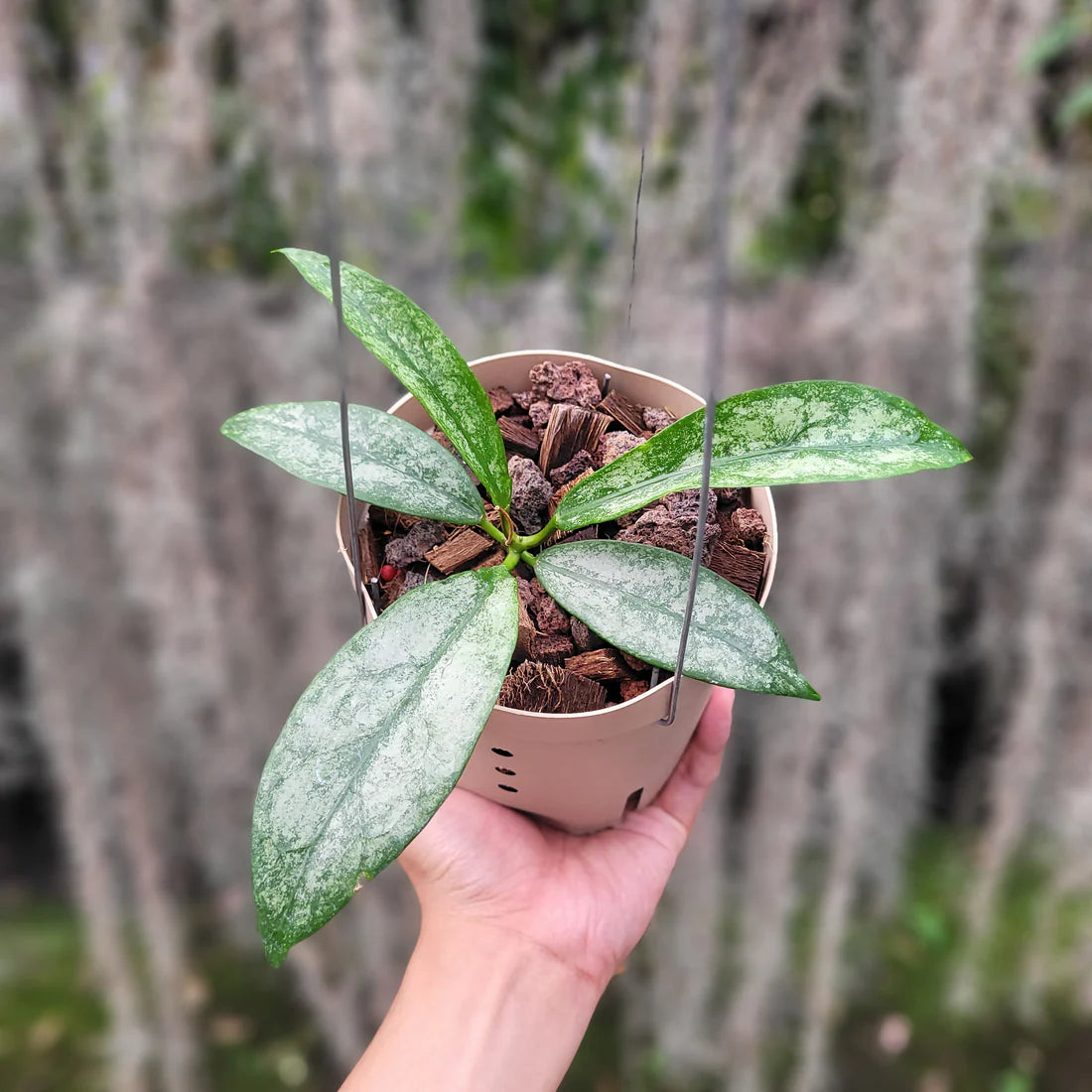 Hoya Buntokensis Purnama Silver | Ultra Rare Silver Hoya Wax Plant | Collector Specimen