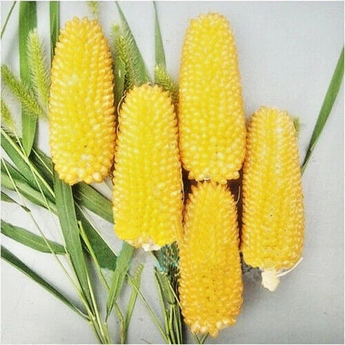 Premium 'Mini Yellow' Strawberry Corn Seeds (Zea mays var. everta) – Elite Miniature Heirloom Ornamental & Popping Grain (50+ Count)